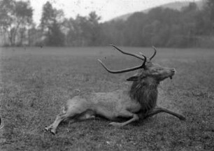 Jagdbeute