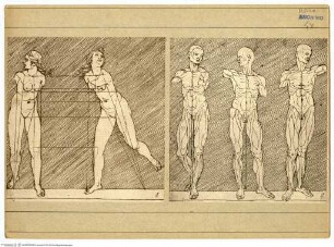 Proportionstudien einer weiblichen Figur (Dafne?)