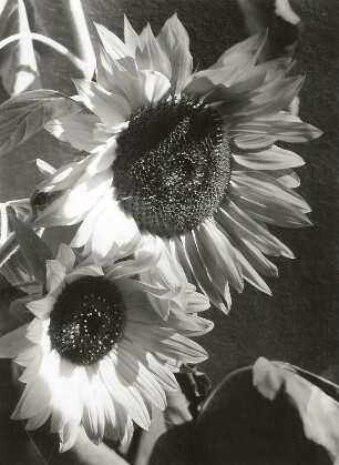 Sonnenblume (Helianthus annuus). Blüten