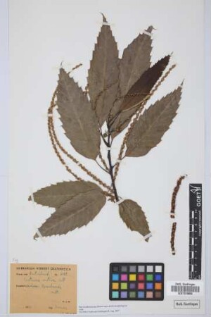 Castanea sativa Mill.