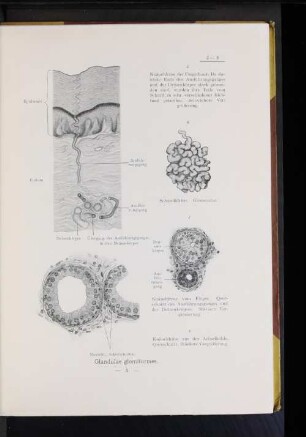 Glandulae glomiformes.