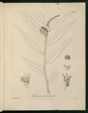 128r-128v, Glomera erythrosma