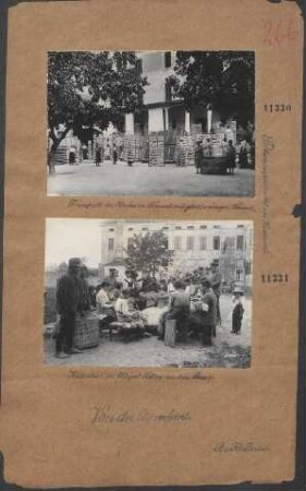 Herauslesen der fertigen Kokons aus dem Reisig