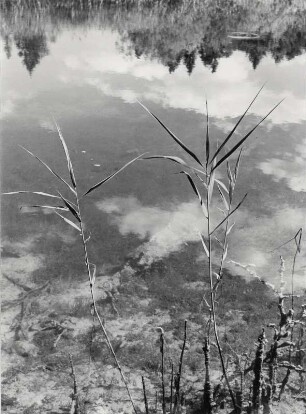 Schilf am sommerlichen Weiher