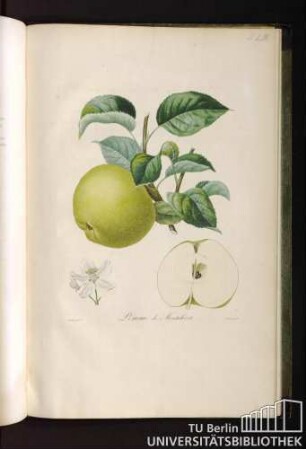 Pomme de Montalivet.