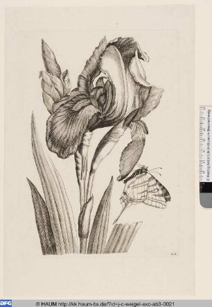Schwertlilie mit Schmetterling