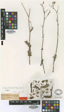 Lactuca brevirostris Fenzl ex Boiss. [syntype]