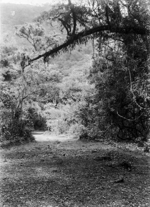 Gebirgswald mit Erlen : Blick auf einen Gebirgswald mit Anden-Erlen (Alnus jorullensis).