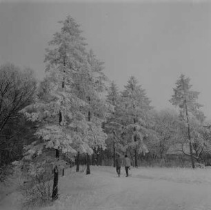 Stralsund. Stadtwald im Winter