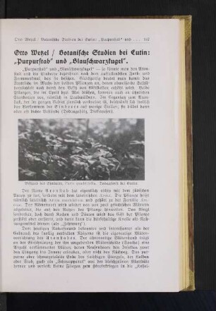 Botanische Studien bei Eutin: "Purpurstab" und "Blauschwarzkugel".
