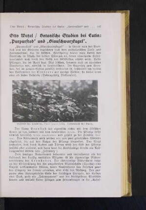 Botanische Studien bei Eutin: "Purpurstab" und "Blauschwarzkugel".