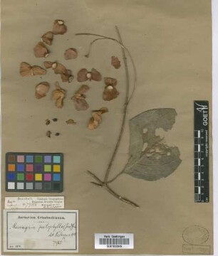 Mascagnia psilophylla (A. Juss.) Griseb.