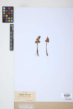 Botrychium boreale
