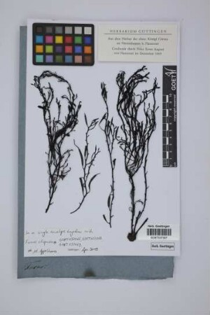 Fucus siliquosus L.