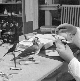Aufbau einer Vogelbalg-Sammlung bei den Landessammlungen für Naturkunde.