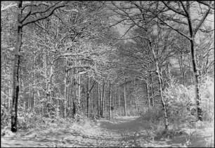 Marienwerder, Klosterwald