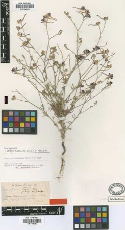 Delphinium glandulosum Boiss. & A.Huet var. Boiss. leiostemon[syntype]