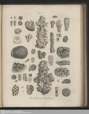 Tab. I. Eocene Corals of Bracklesham