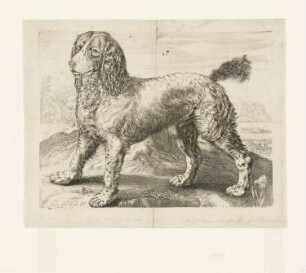 Hund des Goltzius