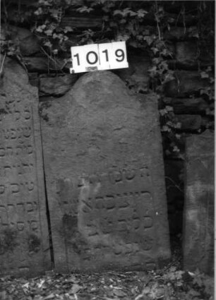 Grabstein 1019 (Index: 99630522) Material: Sandstein Zustand: abgeblättert, eingesunken, Textverlust Maße HxBxT: 83x48x7 cm Beschreibung: Stele mit Konvexbogenabschluß: Grabstein 1019