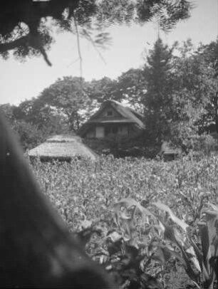 Bauernhaus in Nagaike : Ansicht mit Maisfeld