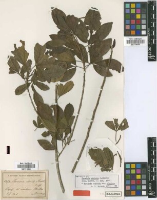 Thouinia striata Radlk.