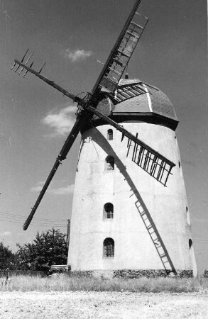 Falkenhain-Voigtshain. Turmholländer