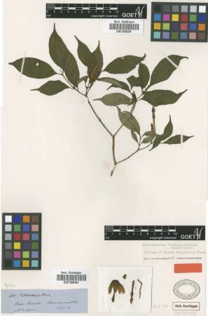 Taberna disparifolia Miers [isotype]
