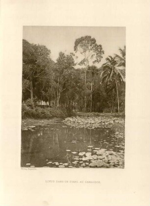 Lotus dans un étang, au Cambodge