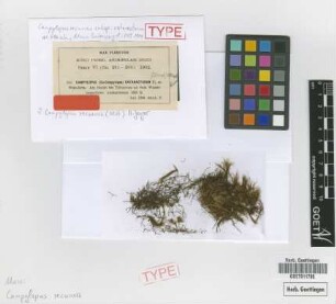 Campylopus recurvus (Mitt.) A.Jaeger subsp. M.Fleisch. cataractarum[isotype]