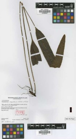 Elaphoglossum cotapatense M.Kessler & Mickel [paratype]