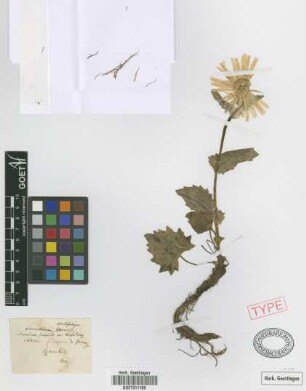 Aronicum scorpioides DC. var. Griseb. & Schenk carpaticum[type]