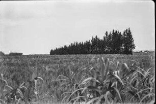 Weizenfeld : Blick über Weizenfelder und einen Windschutzstreifen.