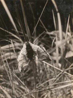 Abendpfauenauge (Smerinthus ocellata). Sadisdorf im Erzgebirge