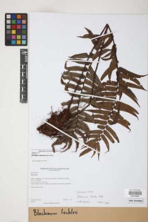 Blechnum lechleri Mett.
