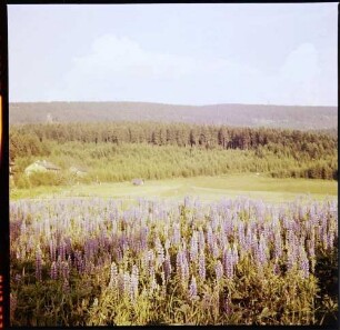 Mummelsee: Blick auf die Hornisgrinde, Vordergrund Lupinen