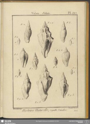 Pl. 383. Volute. Voluta