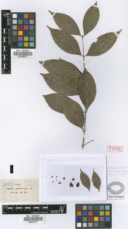 Eugenia disticha (Sw.) DC. var. C.Wright ex Griseb. galalonensis[syntype]