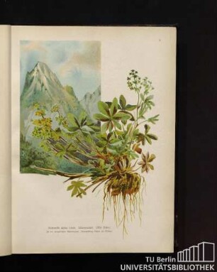 Alchemilla alpina Linné. Atlasmantel. (Mit Blüte.)