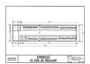 Anbindestall - 40 Kühe mit Nachzucht