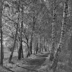 Landweg von Lübbenau nach Leipe. : Wjesny puć z Lubnjowa do Lipjego.