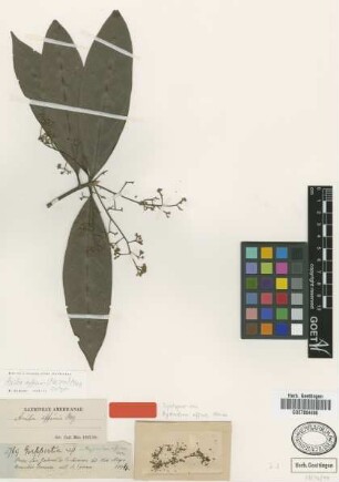 Aydendron affine Meissn. [syntype]
