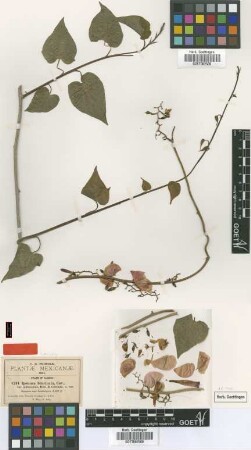 Ipomoea bracteata Cav. var. pubescens B.L.Rob. & Greenm.[type]