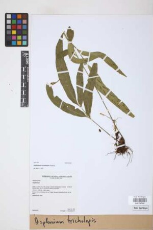 Asplenium tricholepis Rosenst.