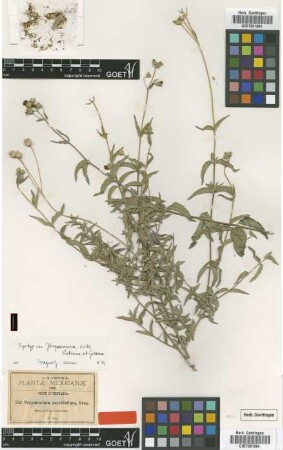Perymenium parvifolium A.Gray