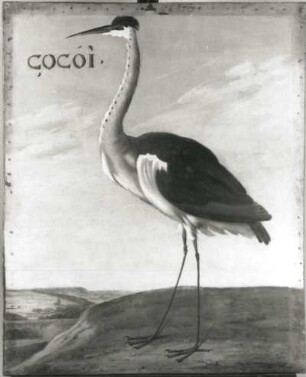 COCOI Reiher (Nycticorax pileata?) : COCOI Reiher (Nycticorax pileata?). Öl auf Leinwand (1655/1663; A. Eckhout). Radebeul, Hoflößnitz, Berg- und Lusthaus, Festsaal (nach der Restaurierung)