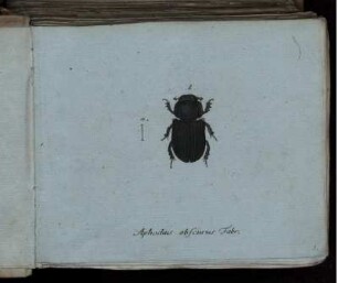 Aphodius obscurus Fabr. [bis] Carabus Sturmii Mihi.
