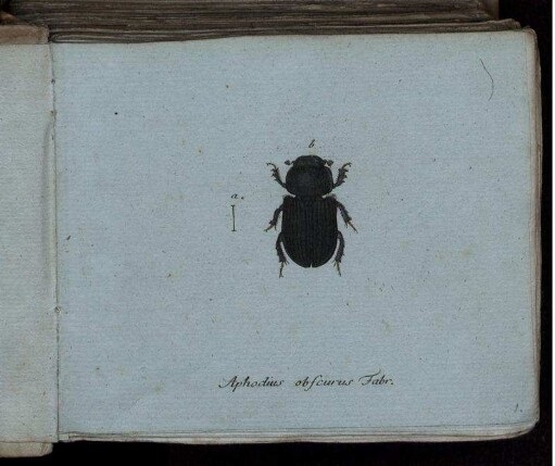Aphodius obscurus Fabr. [bis] Carabus Sturmii Mihi.