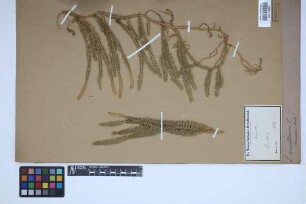 Lycopodium annotinum annotinum L.