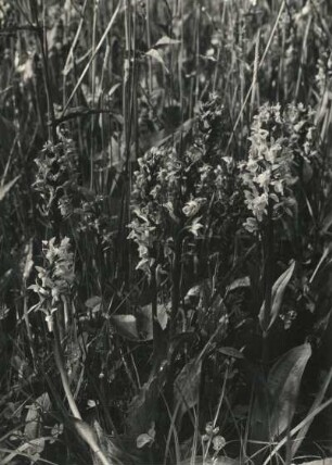 Breitblättriges Knabenkraut (Dactylorhiza majalis), auch Breitblättrige Fingerwurz